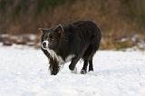 BORDER COLLIE 1183